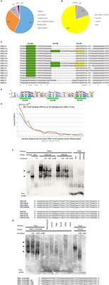 LTRs of Endogenous Retroviruses as a Source of Tbx6 Binding Sites